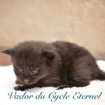 chaton Maine coon black Chatterie Du Cycle Eternel