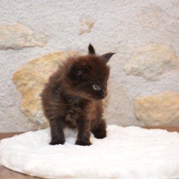 chaton Maine coon black Vador Chatterie Du Cycle Eternel