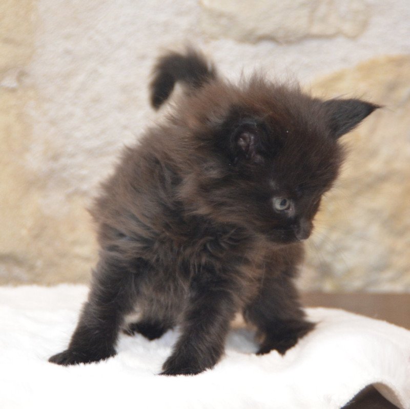 Vador Du Cycle Eternel Mâle Maine coon