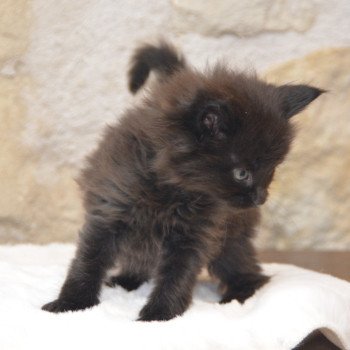 chaton Maine coon black Vador Chatterie Du Cycle Eternel