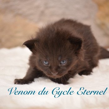 chaton Maine coon black Chatterie Du Cycle Eternel