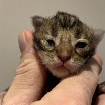 chaton Maine coon brown tabby Chatterie Du Cycle Eternel