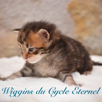 chaton Maine coon brown tabby Chatterie Du Cycle Eternel