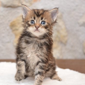 chaton Maine coon brown tabby Wiggins Chatterie Du Cycle Eternel