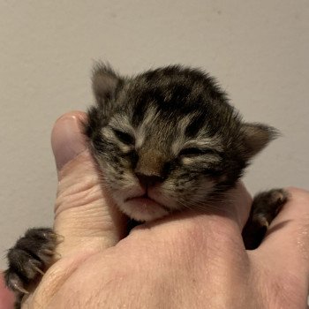 chaton Maine coon brown tabby Chatterie Du Cycle Eternel