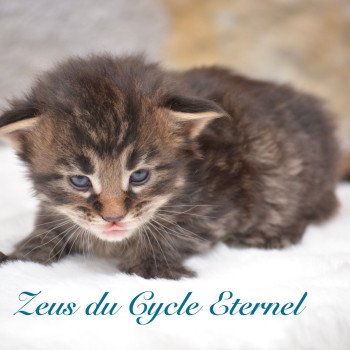 chaton Maine coon brown tabby Chatterie Du Cycle Eternel