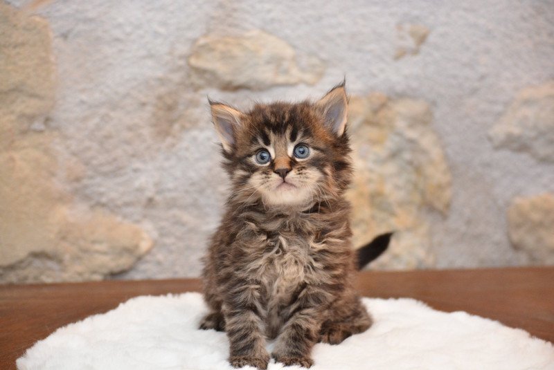 Zeus Du Cycle Eternel Mâle Maine coon