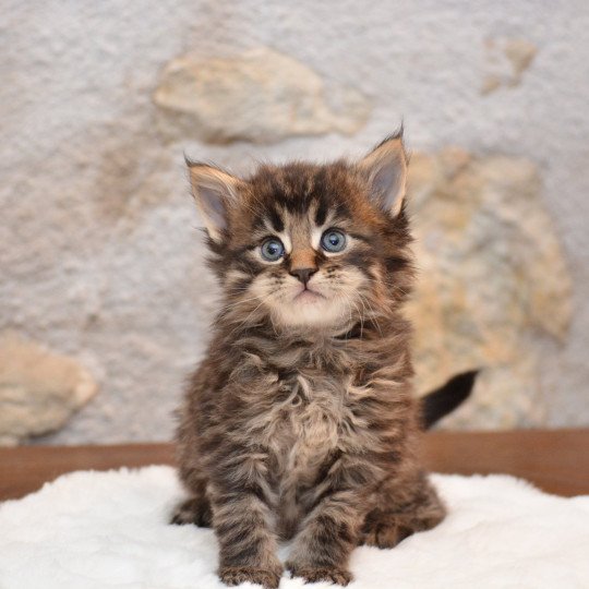 Zeus Du Cycle Eternel Mâle Maine coon