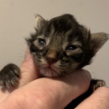 chaton Maine coon brown blotched tabby Chatterie Du Cycle Eternel