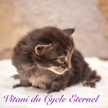 chaton Maine coon brown blotched tabby Chatterie Du Cycle Eternel