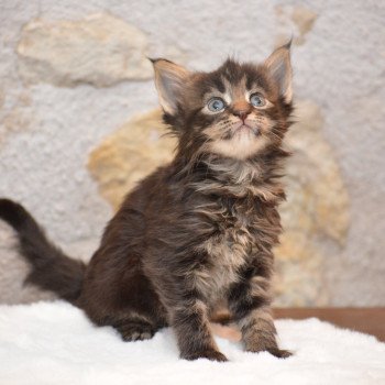 chaton Maine coon brown blotched tabby Vitani Chatterie Du Cycle Eternel