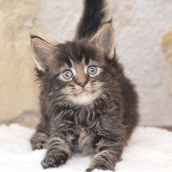 chaton Maine coon brown blotched tabby Vitani Chatterie Du Cycle Eternel