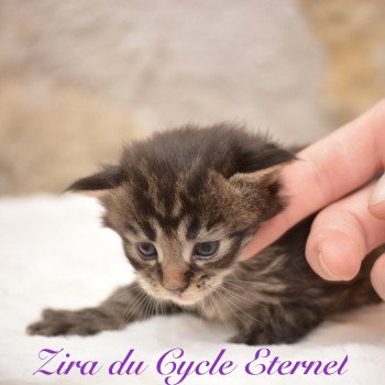 chaton Maine coon brown mackerel tabby Chatterie Du Cycle Eternel