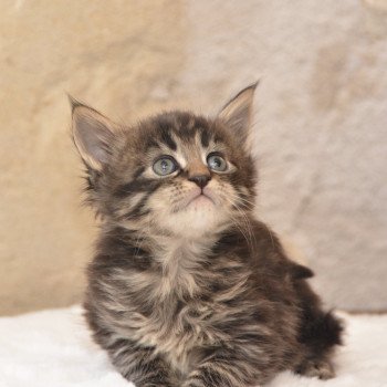 chaton Maine coon brown mackerel tabby Zira Chatterie Du Cycle Eternel