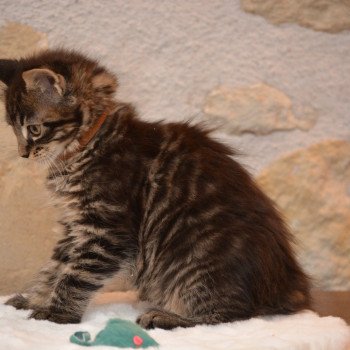 chaton Maine coon brown mackerel tabby Zira Chatterie Du Cycle Eternel