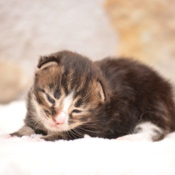 chaton Maine coon brown mackerel tabby & blanc Valentino Chatterie Du Cycle Eternel