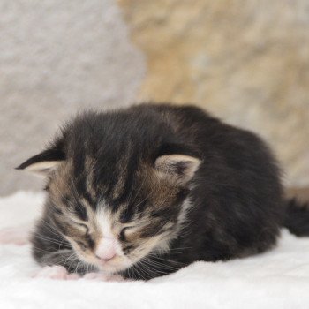 chaton Maine coon brown mackerel tabby & blanc Valentino Chatterie Du Cycle Eternel