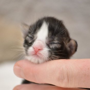 chaton Maine coon brown tabby & blanc Chatterie Du Cycle Eternel