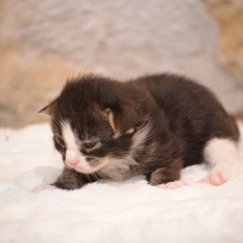 chaton Maine coon brown tabby & blanc Vixy Chatterie Du Cycle Eternel