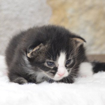 chaton Maine coon brown tabby & blanc Vixy Chatterie Du Cycle Eternel