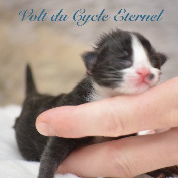 chaton Maine coon black & blanc Chatterie Du Cycle Eternel