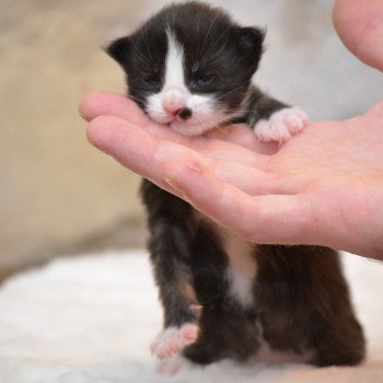 chaton Maine coon black & blanc Volt Chatterie Du Cycle Eternel