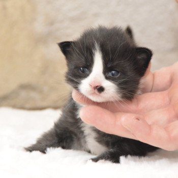 chaton Maine coon black & blanc Volt Chatterie Du Cycle Eternel