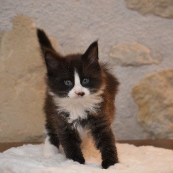 chaton Maine coon black & blanc Volt Chatterie Du Cycle Eternel