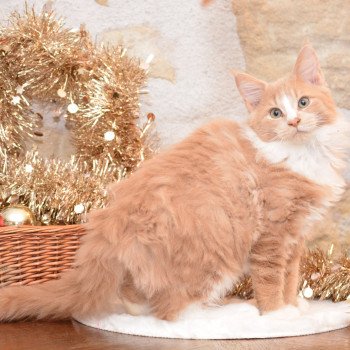 chaton Maine coon red blotched tabby & blanc Yukï Chatterie Du Cycle Eternel