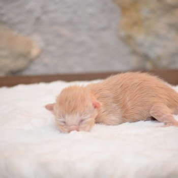 chaton Maine coon red smoke Chatterie Du Cycle Eternel