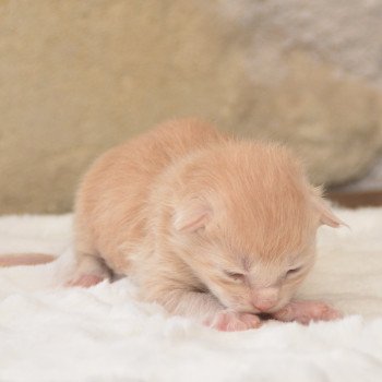 chaton Maine coon red smoke Wall E Chatterie Du Cycle Eternel