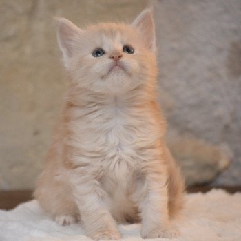 chaton Maine coon red silver tabby Wall E Chatterie Du Cycle Eternel