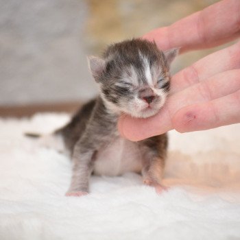 chaton Maine coon black smoke & blanc Chatterie Du Cycle Eternel