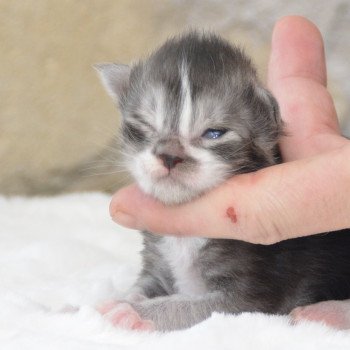 chaton Maine coon black smoke & blanc Zazu Chatterie Du Cycle Eternel