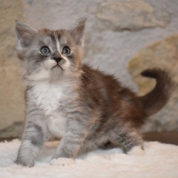 chaton Maine coon black smoke & blanc Zazu Chatterie Du Cycle Eternel