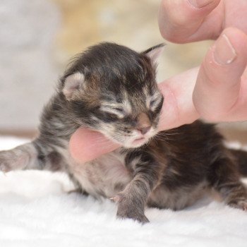 chaton Maine coon black silver tabby Chatterie Du Cycle Eternel