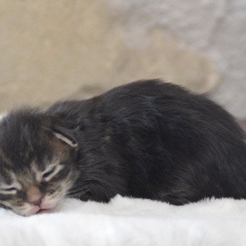 chaton Maine coon black silver tabby Wolverine Chatterie Du Cycle Eternel