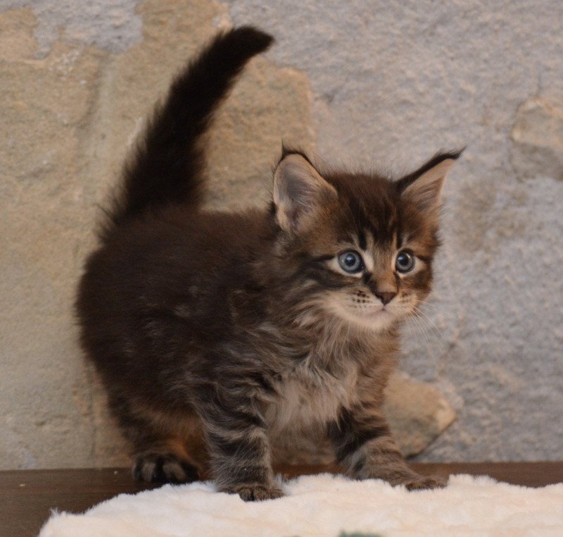 Wolverine Du Cycle Eternel Mâle Maine coon