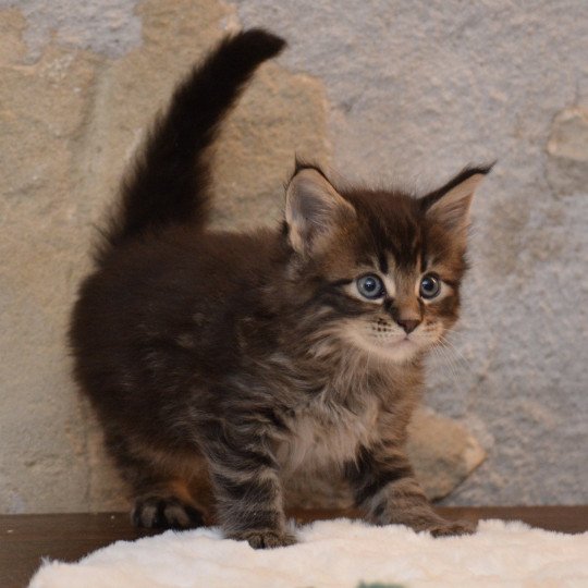 Wolverine Du Cycle Eternel Mâle Maine coon