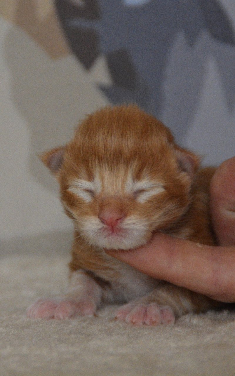 1er chaton (Portée Uru ❤ Shadow du Cœur des Terres) - Mâle red tabby & blanc Mâle Maine coon