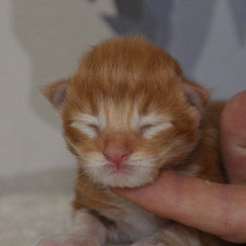 chaton Maine coon red tabby & blanc Chatterie Du Cycle Eternel