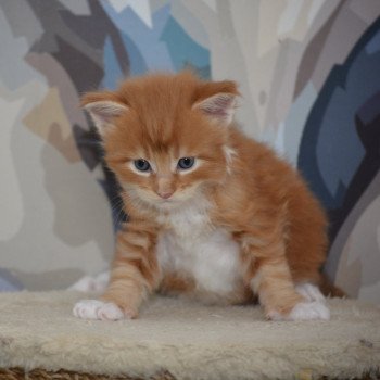 chaton Maine coon red tabby & blanc Chatterie Du Cycle Eternel