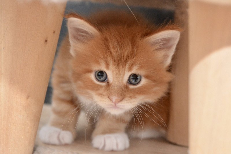 Anakin Du Cycle Eternel Mâle Maine coon