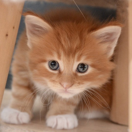 Anakin Du Cycle Eternel Mâle Maine coon