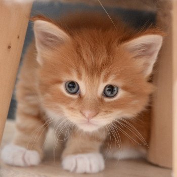 chaton Maine coon red tabby & blanc Abu Chatterie Du Cycle Eternel