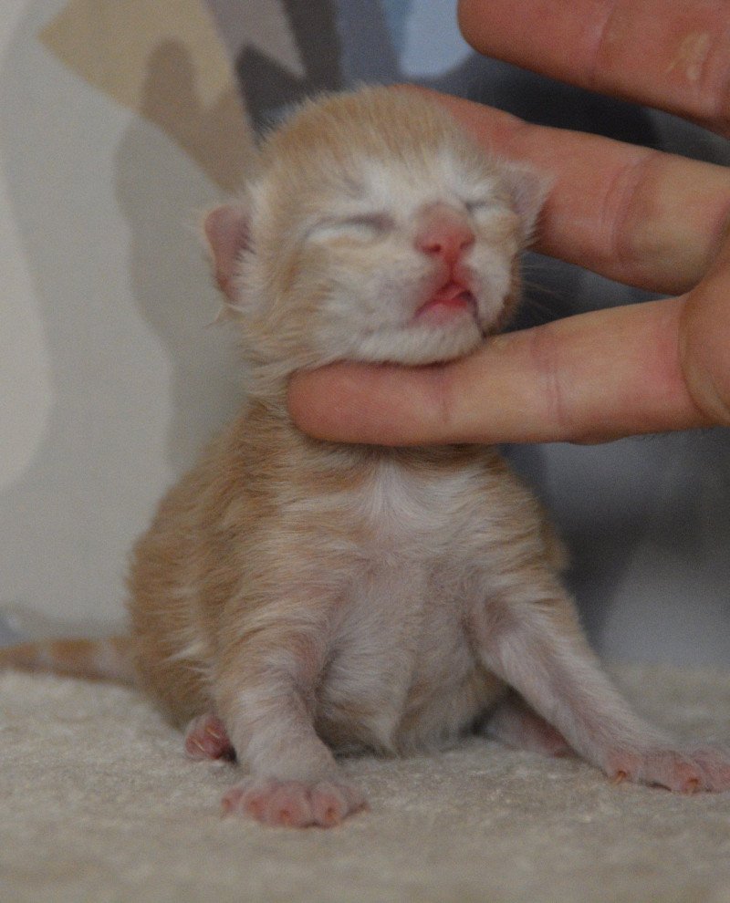 2e chaton (Portée Uru ❤ Shadow du Cœur des Terres) - Mâle red smoke Mâle Maine coon 2e chaton (Portée Uru ❤ Shadow du Cœur des Terres) - Mâle red smoke Mâle Maine coon