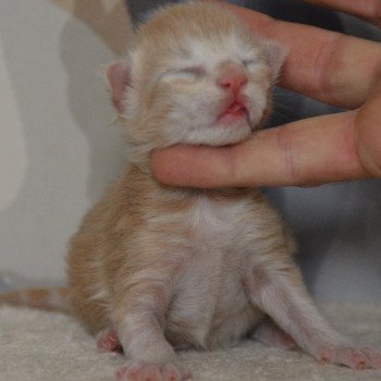 chaton Maine coon red smoke Chatterie Du Cycle Eternel chaton Maine coon red smoke Chatterie Du Cycle Eternel