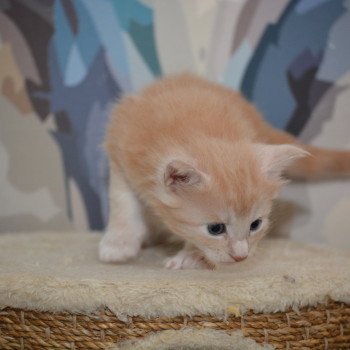 chaton Maine coon red smoke Chatterie Du Cycle Eternel