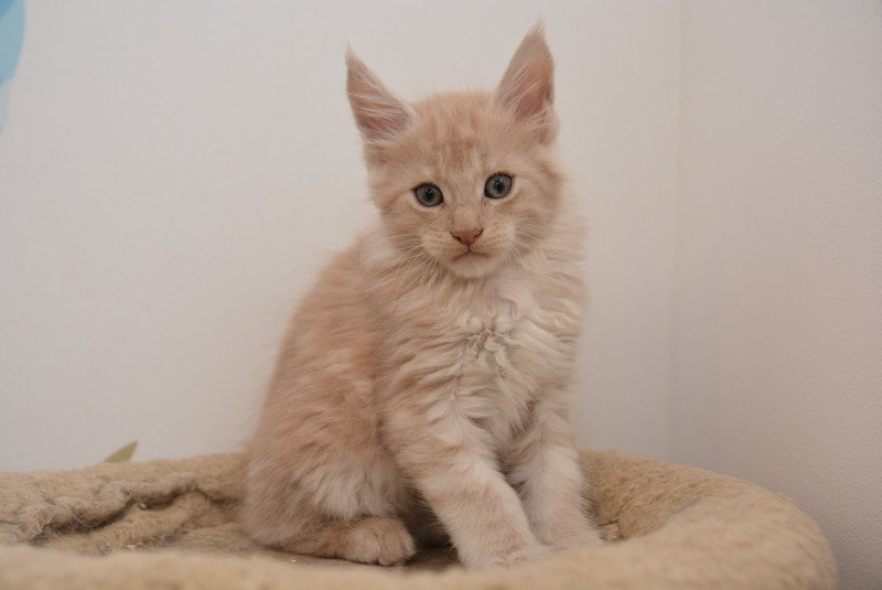 Abu Du Cycle Eternel Mâle Maine coon