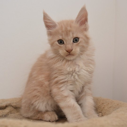 Abu Du Cycle Eternel Mâle Maine coon